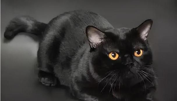 猫眼中的黑色之谜（探秘猫眼中的神秘黑色）