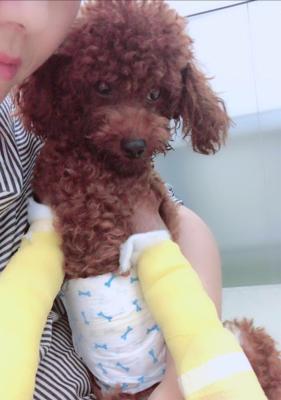 泰迪腿断了如何补充营养（全面营养摄入助力泰迪康复）