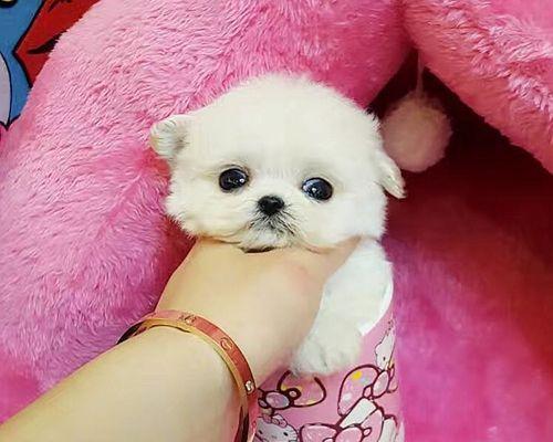 贵宾板凳体（贵宾板凳体）