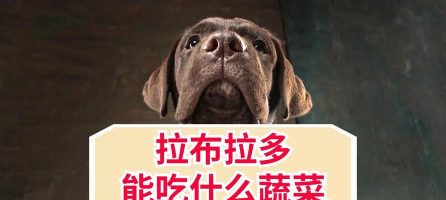 拉布拉多犬的肉食营养需求及推荐（满足拉布拉多犬营养需求的肉类选择及饮食建议）