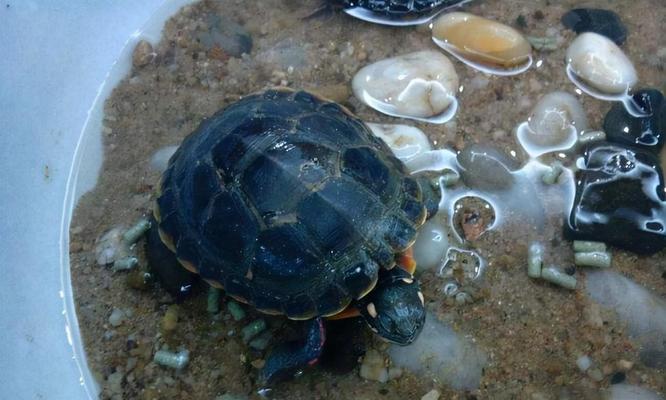 小乌龟的饮食需求与养护（揭秘小乌龟的主要粮食及喂养技巧）