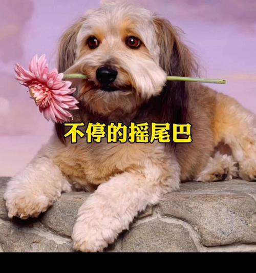 为什么狗狗会追自己的尾巴？（探究狗狗追尾巴的原因及行为背后的心理因素）