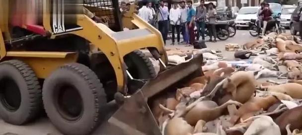 流浪狗问题的成因与解决方案（为什么有这么多流浪狗？如何解决流浪狗问题？）