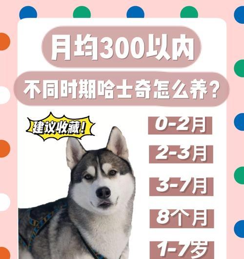 七个月大哈士奇的饮食需求与建议（满足哈士奇成长的营养需求，让它健康茁壮成长）