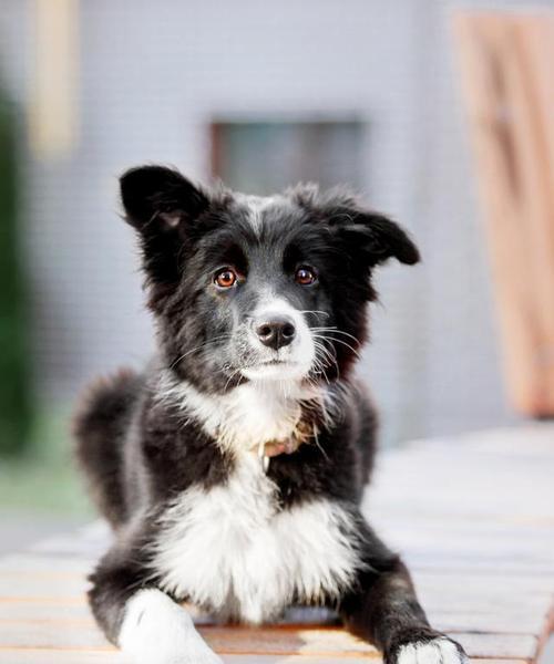 导盲犬（品种、训练与责任）