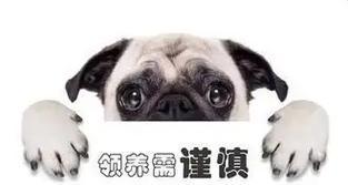 领养狗的注意事项与问题解答（了解狗狗的需求与选择适合自己的伙伴）