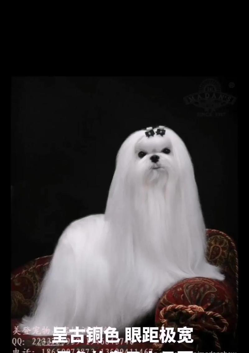马尔济斯犬的洗澡秘籍（如何选择适合马尔济斯犬的香波）