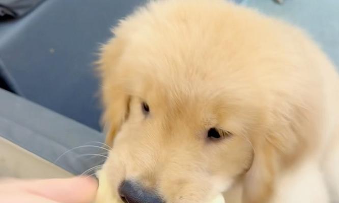 四个月小金毛的营养需求与适宜狗粮选择（关于四个月小金毛的狗粮选择和喂养建议）