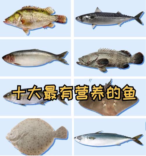 水中鱼的食物来源及其重要性（探索水中鱼类饮食习性，了解其生存之道）