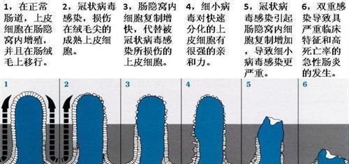 探究狗为何会突然死亡的原因及预防方法（揭开狗突然死亡的谜团，提供保护你的爱宠的有效措施）