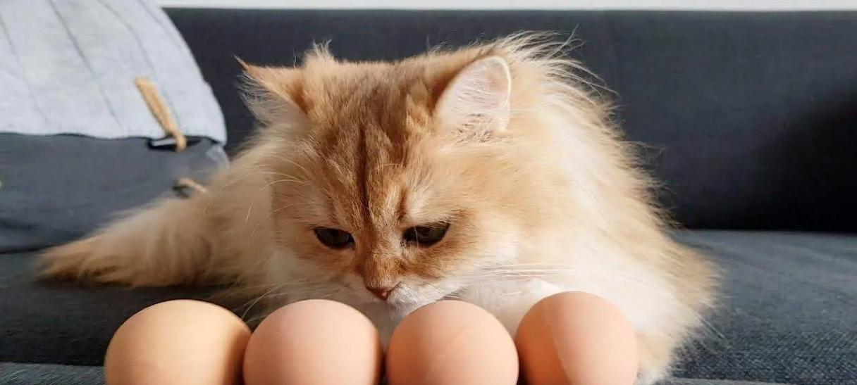 猫咪的清淡饮食