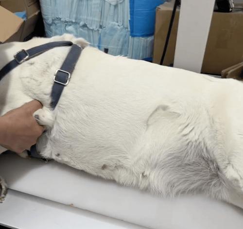 狗怀孕期应该吃什么？（营养均衡饮食对母狗和幼崽的重要性）