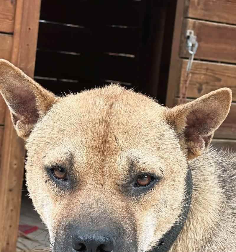 探寻猎犬的独特魅力（了解猎犬的品种及其狩猎本能）