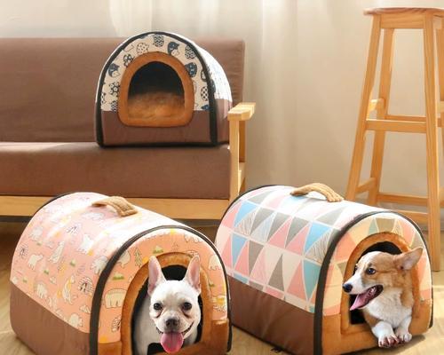 以泰迪配窝，照顾你的宠物伙伴（关注泰迪配窝的注意事项和关键要点）