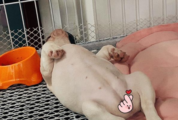 法斗睡觉的注意事项（关于法斗睡觉的一些重要注意事项）