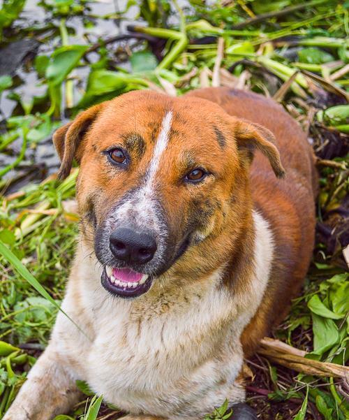 狗狗两个月得了犬瘟病，注意这些症状！（详细了解犬瘟的常见症状与治疗方法）