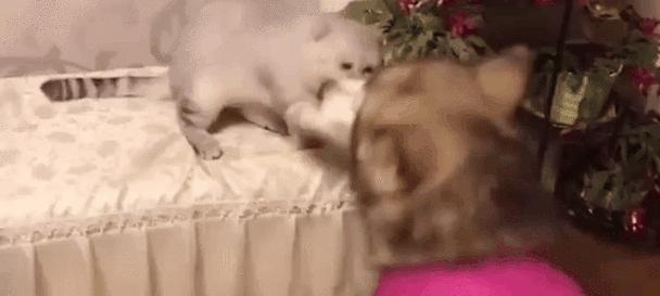 大狗生完吃点什么东西怎么办？（为你的宠物提供适当的饮食和护理）