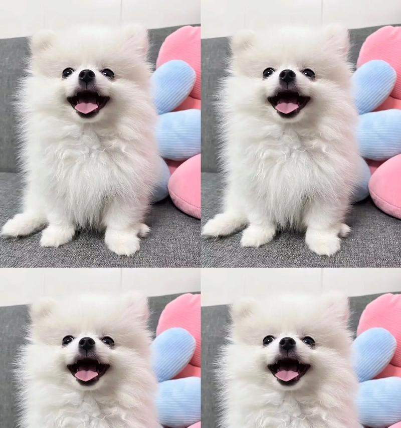 选择适合博美的疫苗，保护宠物健康（博美疫苗选择指南，了解哪种疫苗最适合您的宠物）