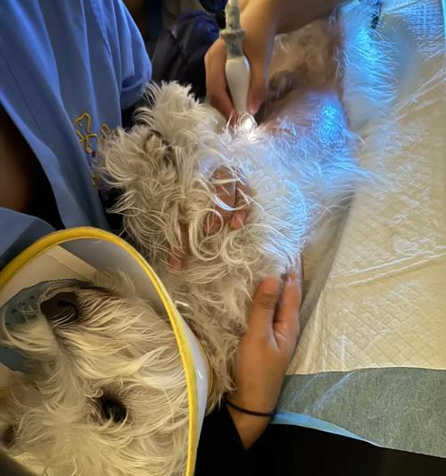 狗狗为何能憋尿？（探秘狗狗憋尿能力的原因与机制）