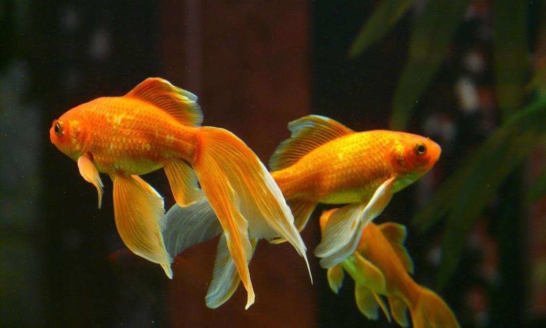 小金鱼的食物喜好与营养需求（探秘小金鱼的食谱和饮食习惯）