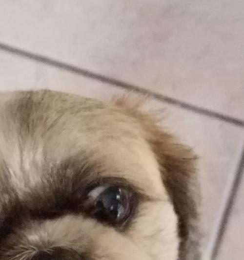 生眼屎的原因及其影响（眼屎的形成机制与预防方法）