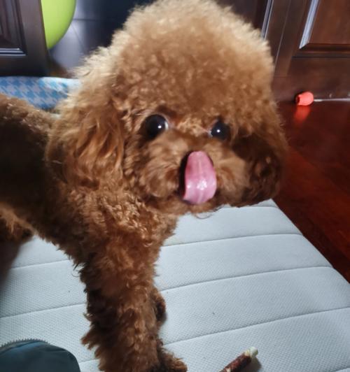 狗舌头颜色正常吗？（探究狗的舌头颜色变化及可能的健康问题）