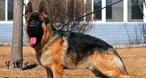 以德牧的背线（从血统到品质，背线对于以德牧的重要意义）