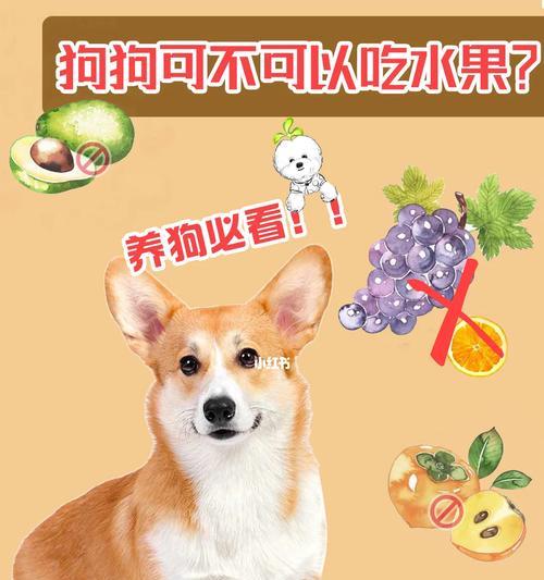 哈士奇不能吃的水果及其危害（了解哈士奇饮食禁忌，保护它的健康）