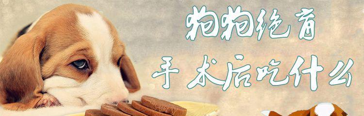 狗肠道手术后的饮食指南（康复期狗狗的健康饮食计划）