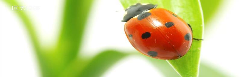 狗为什么喜欢吃甲虫？（探究狗对甲虫的偏好和原因）