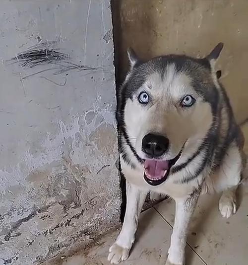 探秘以嘴巴黑的狗是什么狗的神秘身份（揭开以嘴巴黑的狗品种之谜）