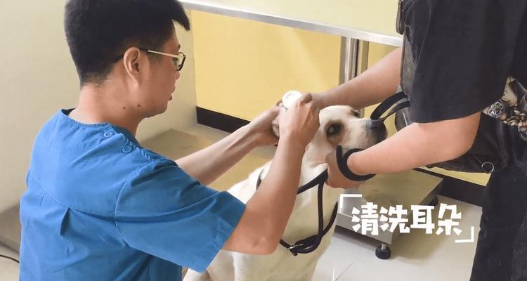 拉布拉多幼犬耳朵清洁步骤与洗耳液选择指南