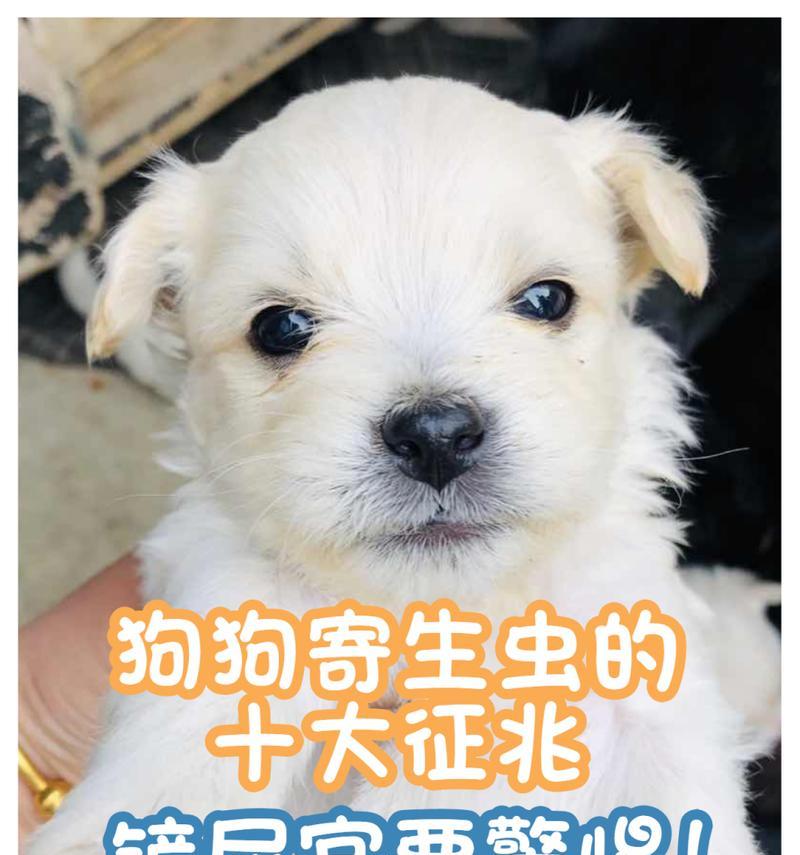 犬蛔虫感染的预防与治疗保护狗狗健康