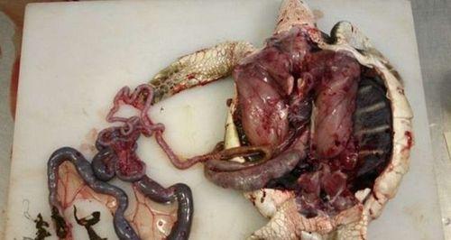 海龟拒食的原因与治疗方法：守护海洋生态健康