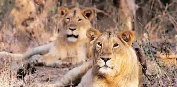 近亲繁殖对宠物健康的影响与替代方案解析