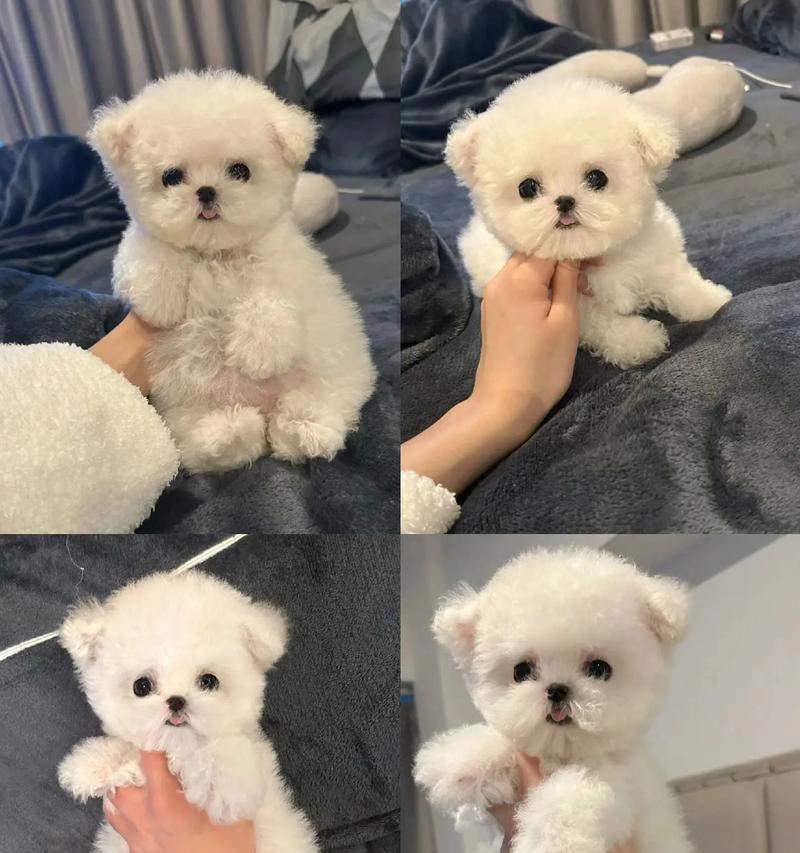 两个月比熊疫苗接种指南与健康保护要点