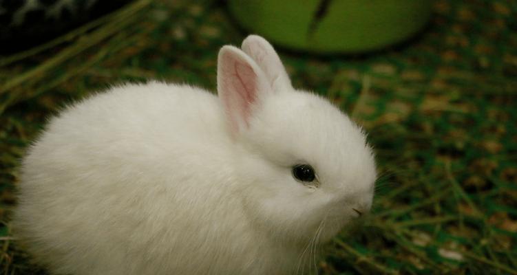 养兔子必备的15个网站资源与使用方法指南