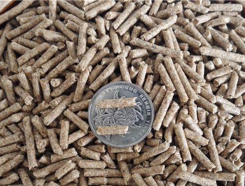 荷兰猪抽筋症状识别与有效防治方法解析