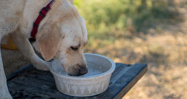 小狗喝水的重要性与健康习惯培养指南