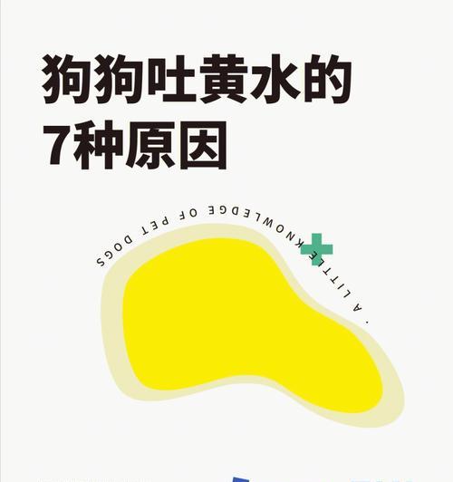 小狗不能吃的食物清单及喂养健康要点指南