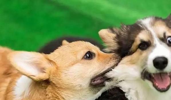 公狗配种时机注意事项与配种效果提升方法指南