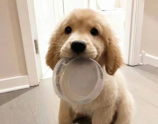 狗狗上火原因及预防措施，如何避免易上火食物