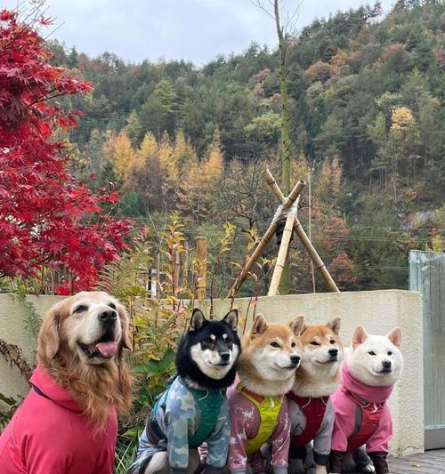 金毛与边牧混种犬的特点及饲养注意事项