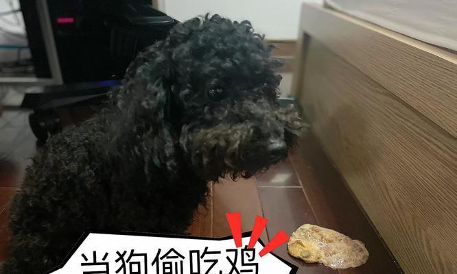 泰迪狗狗呕吐后适宜食物与健康恢复指南