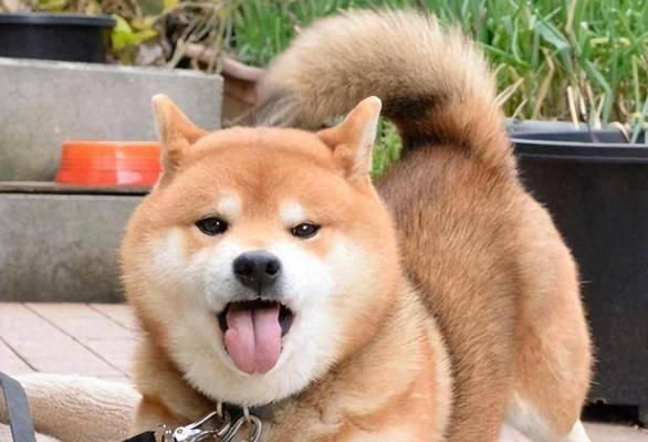 狗狗为何总吐舌头？揭秘夏日散热的生理奥秘