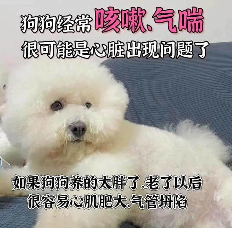 老年比熊健康照顾指南，助牠安享幸福晚年生活