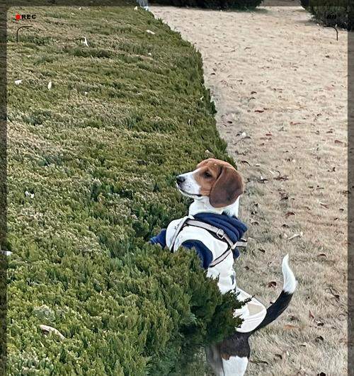 选择拉布拉多作为跑步伴侣的完整指南与训练技巧