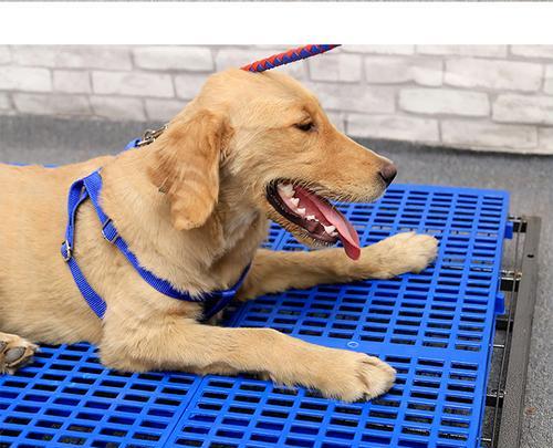 如何为宠物狗选择脚部治疗药物及安全用药方法