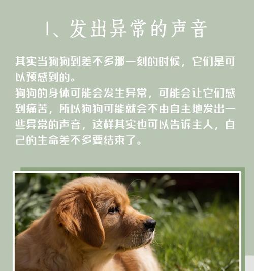 揭秘狗叫声的发出机制与情绪表达方式