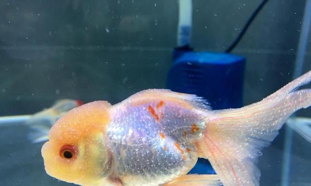 金鱼常见疾病预防与治疗指南